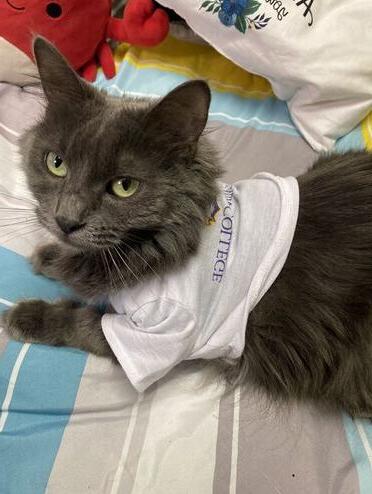 Cat in an 埃尔迈拉大学 shirt